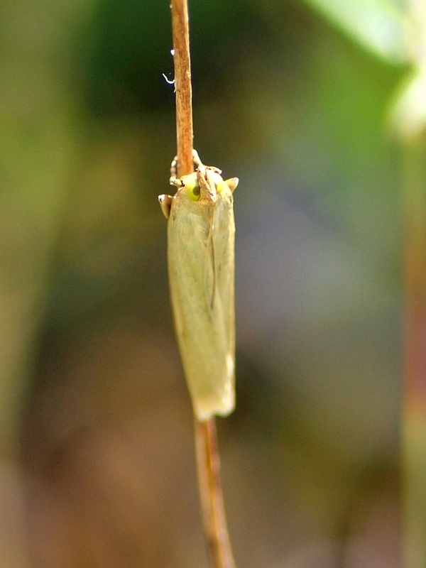 Crambidae da id.